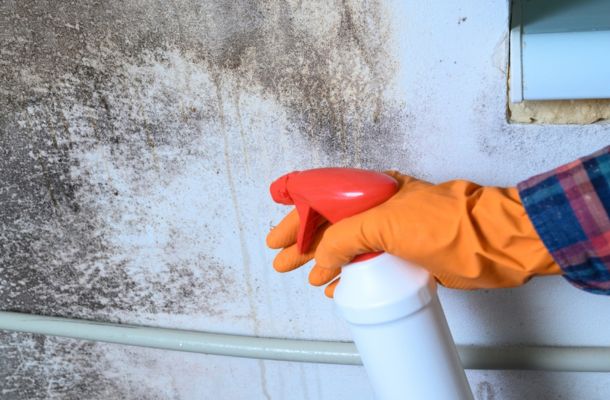 Mold Remediation Renton, Washington